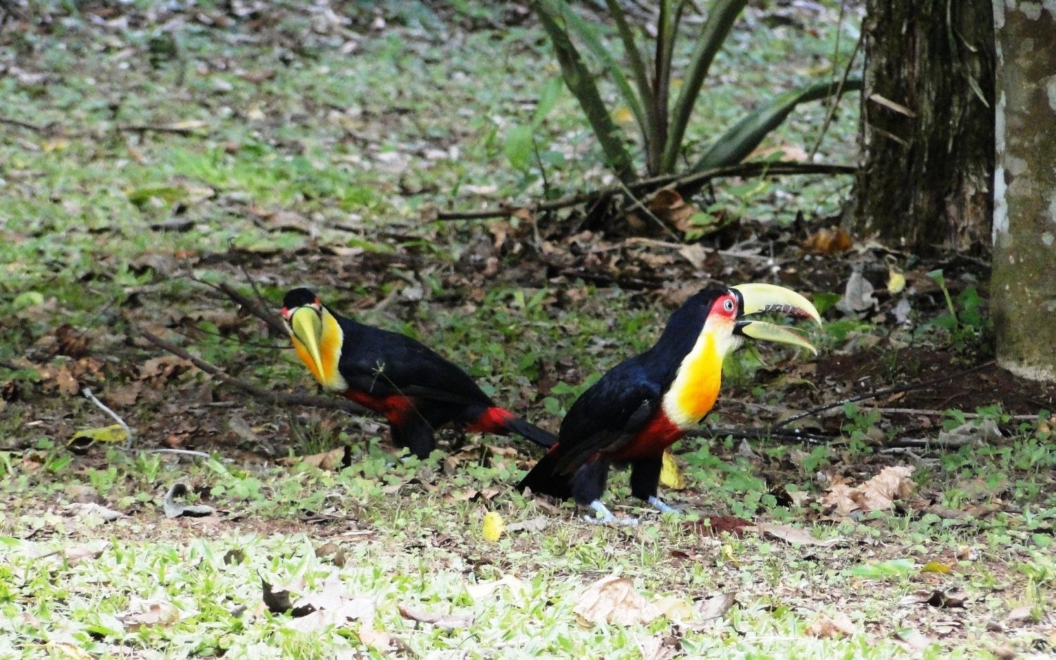 Yasi Yatere Reserva Agroecologica El Soberbio Exterior foto