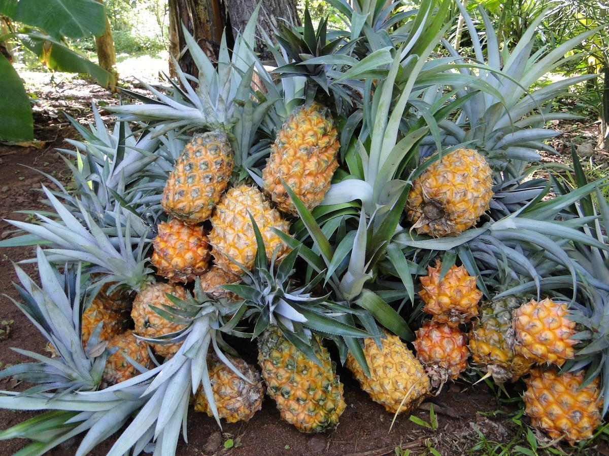 Yasi Yatere Reserva Agroecologica El Soberbio Exterior foto